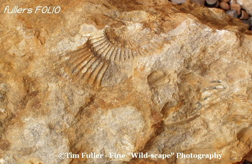 Ammonite Fossil on Beach