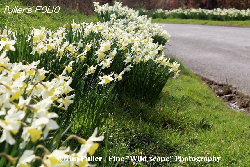 Daffodils – along the road to Trostrie