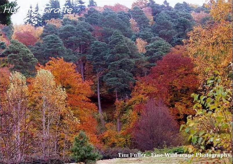 Autumn Coloured Trees - Autumn Image Collection | Fullers Folio | Tim
