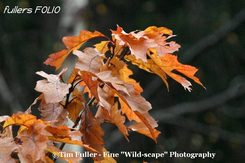 Autumn Coloured Oak Leaves