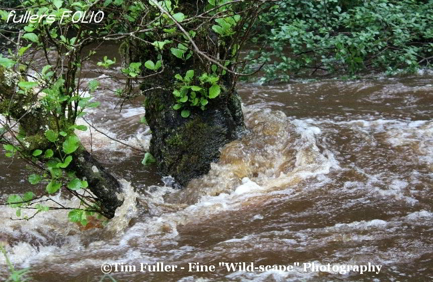 Water lapping against tree - June 2012 floods