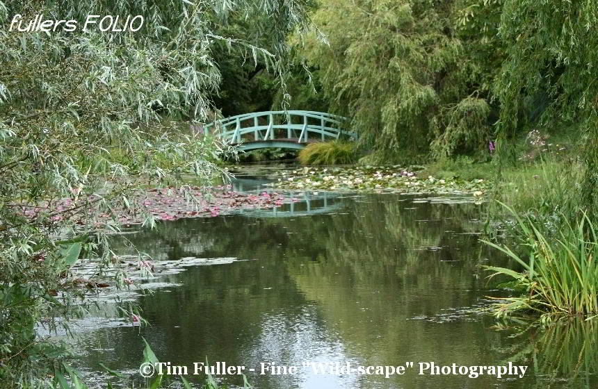 Bridge Over Water and Lilies