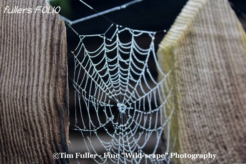 Spiders Web on Wooden Fence
