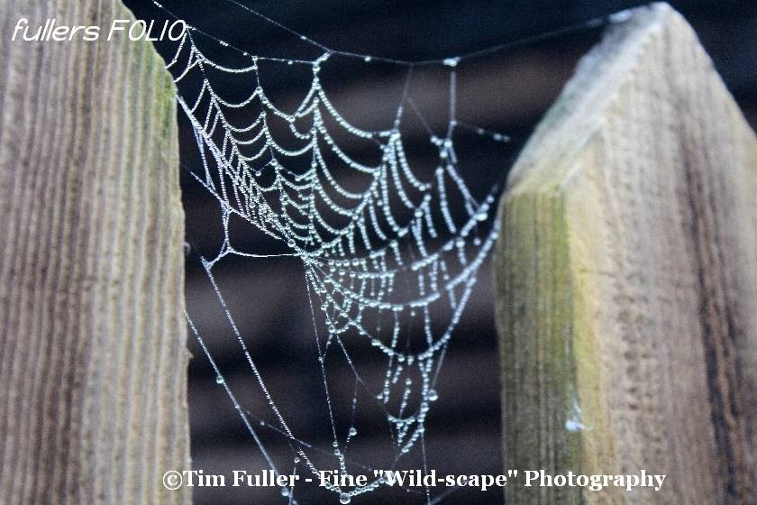 Water droplets on Spiders Web