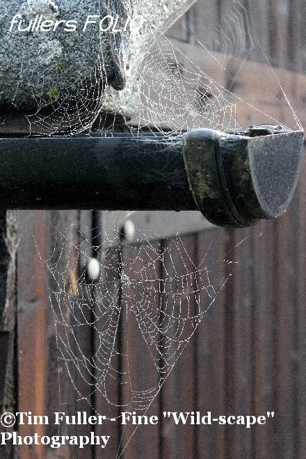 Spiders Webs around Gutter