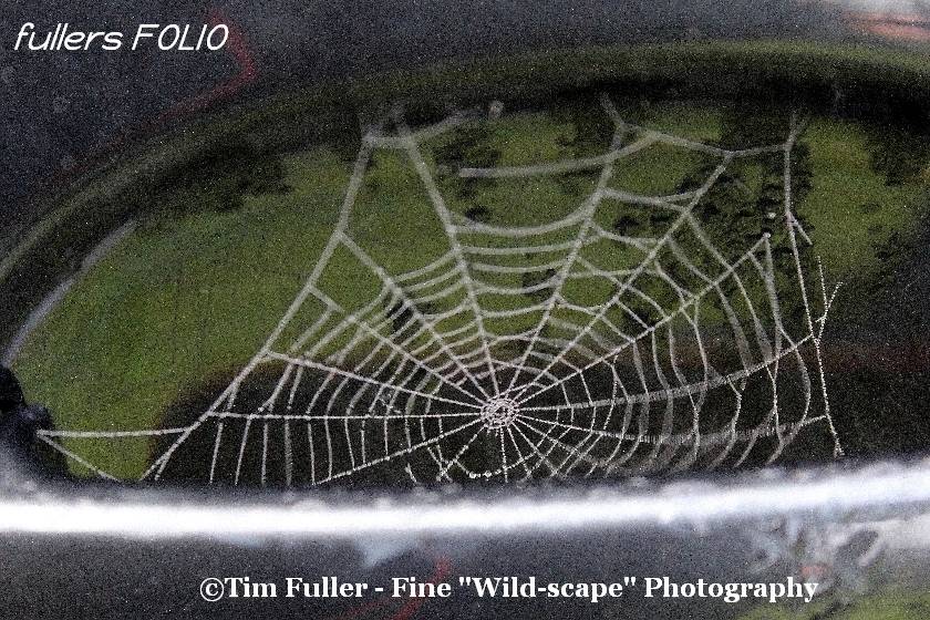 Spiders Web Vibrating on Car Door