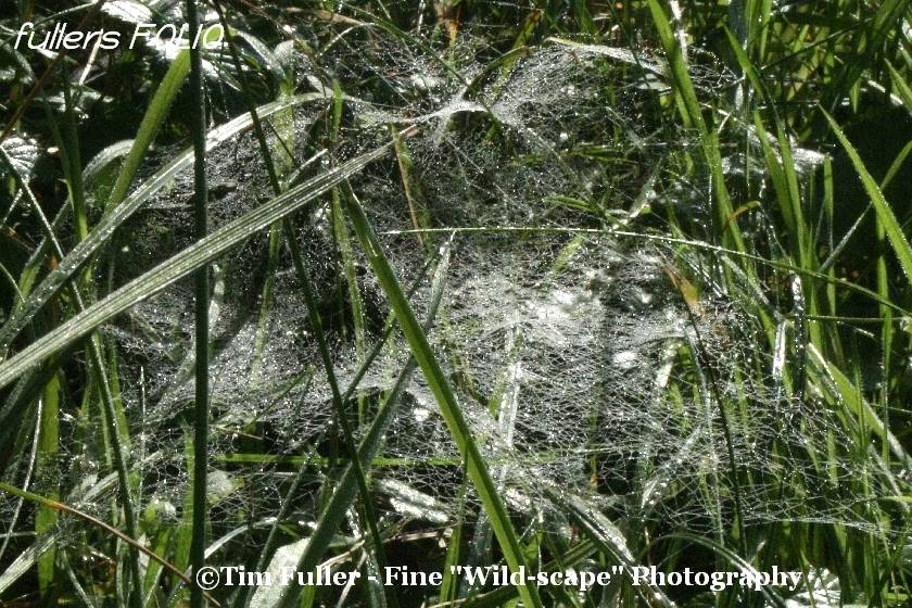 Water Shining on Spiders Webs