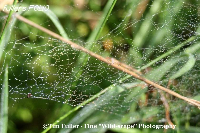 Water droplets on Spiders Web