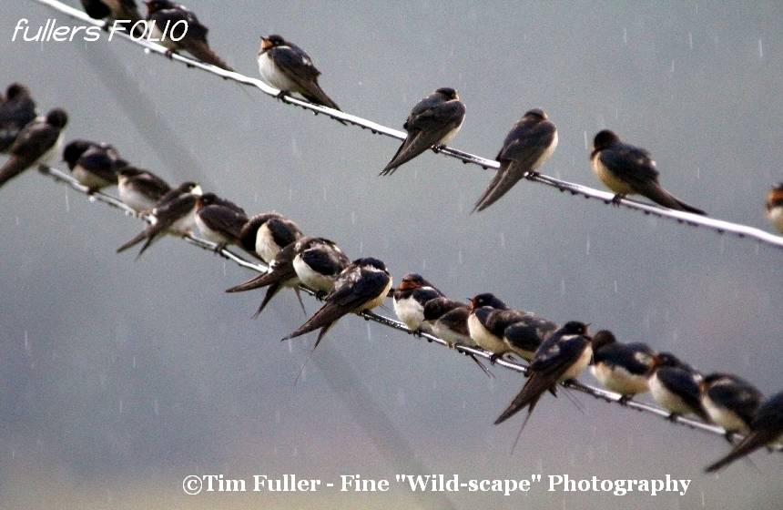 Swallows waiting to Migrate