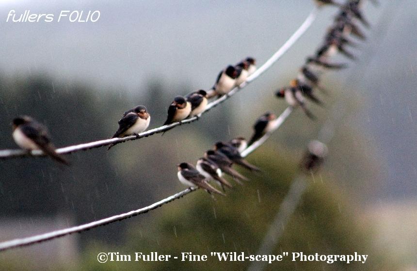Swallows sitting on Power Lines in the Rain