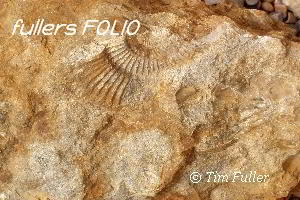 Image ofAmmonite Fossil on Beach
