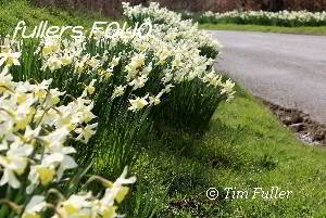 Image ofDaffodils – along the road to Trostrie