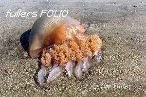 Image ofBarrel Jelly Fish