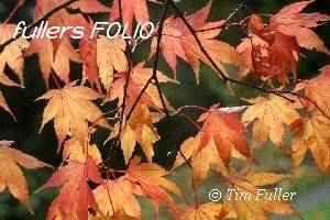 Image ofAn Acer in its Autumn Glory