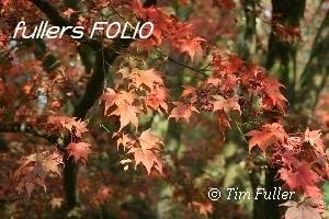 Image ofAutumn Coloured Sycamore Leaves