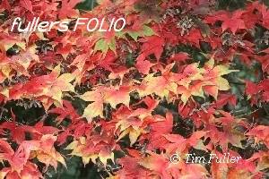 Image ofAutumn Coloured Acer Leaves