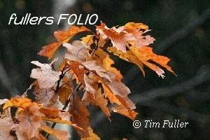 Image ofAutumn Coloured Oak Leaves