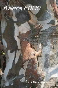 Image ofFlaking Tree Bark