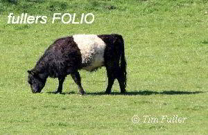 Image ofBelted Galloway