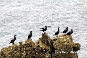 Image ofShags - Birds resting on a Rock