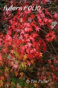 Image ofRed and Yellow Autumn Coloured Acer Leaves