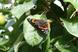 Image ofRed Admiral Butterfly Vanessa atalanta