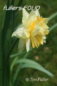 Image ofLone Daffodil