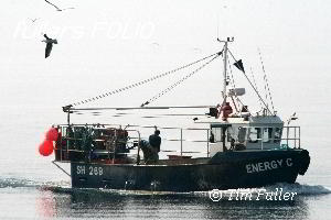 Image ofFishing Boat and Gulls