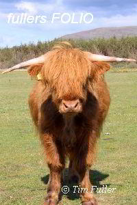 Image ofHighland Cow