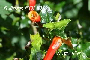 Image ofHolly Flower