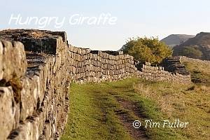 Image ofHadrians Wall near Sycamore Gap