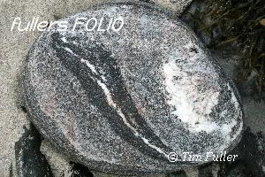 Image ofIgneous Pebble on Uist Beach