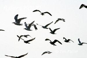 Image ofHerring Gulls flying