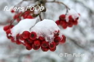 Image ofSnowy Berries