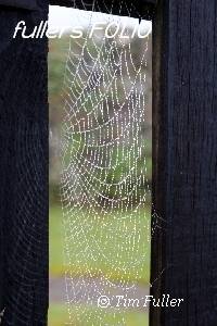 Image ofWater Droplets on Spiders Web
