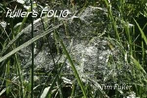 Image ofWater Shining on Spiders Webs