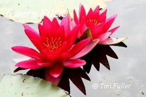 Image ofWater Lily