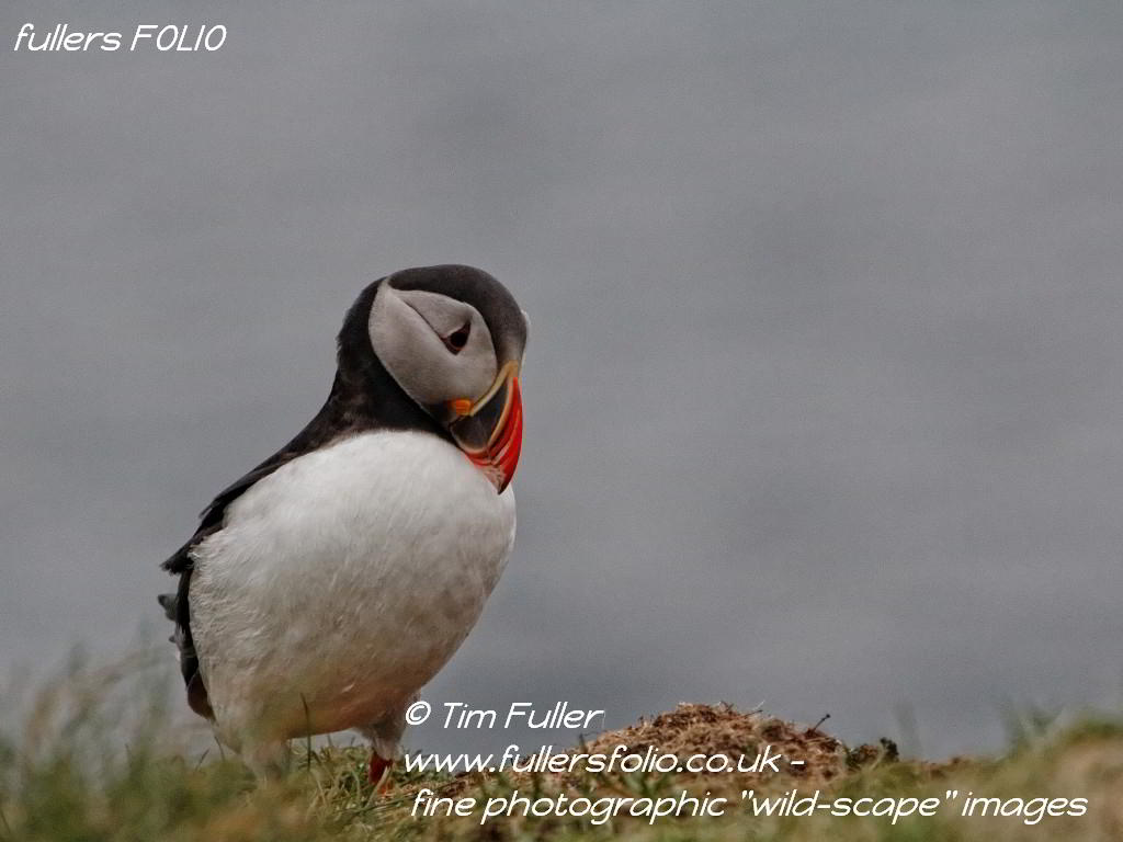 Westray Puffin